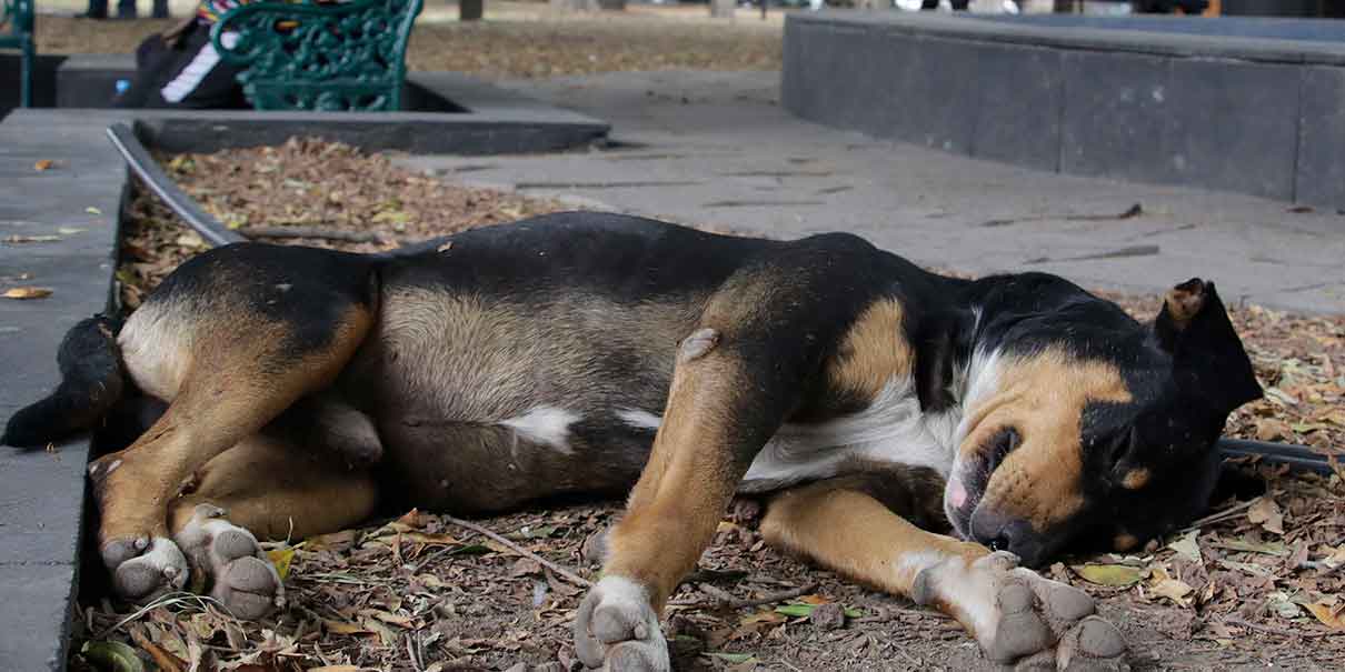 perro