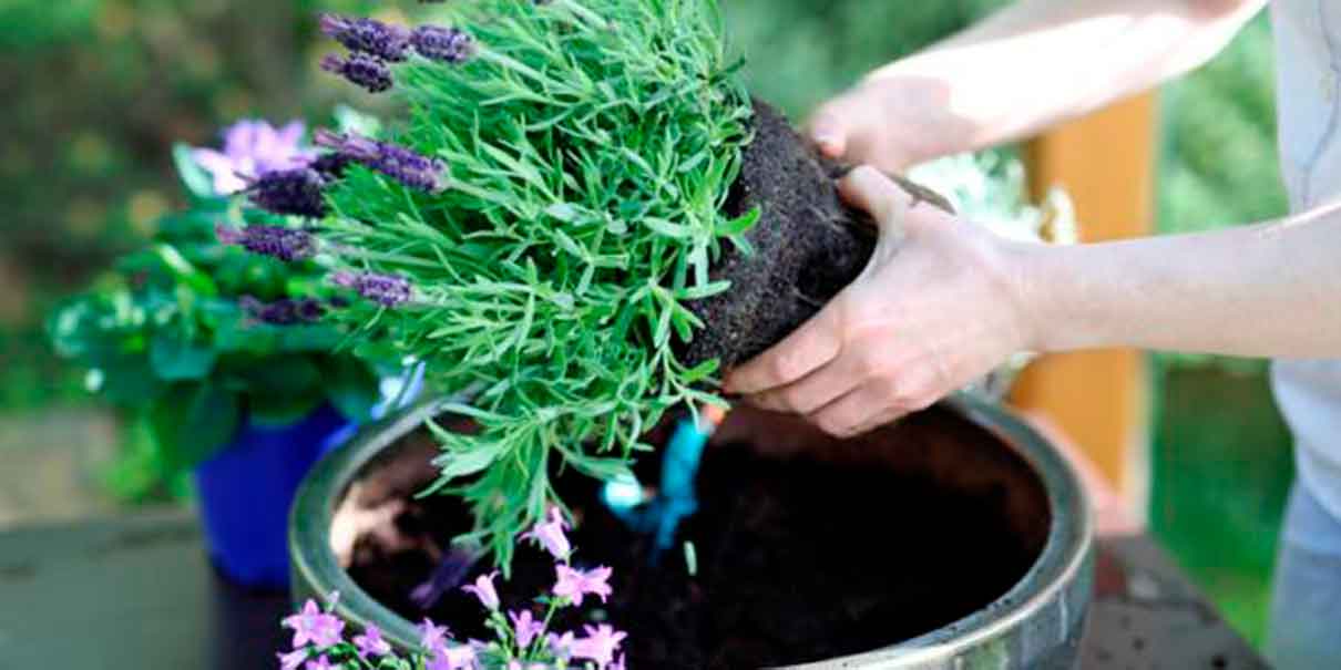 Moscas son ahuyentadas con plantas