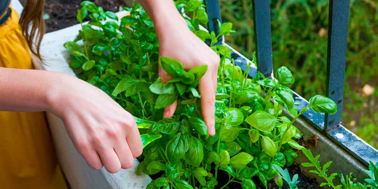 Moscas son ahuyentadas con plantas