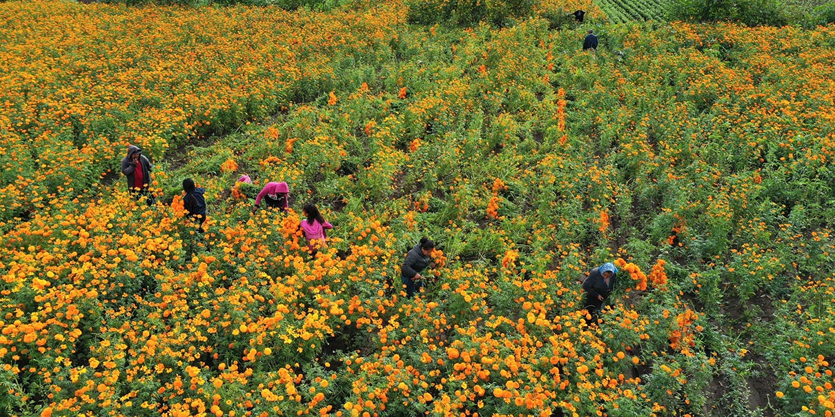 Campo de Atlixco