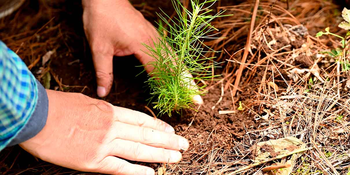 Reforestación en Huauchinango