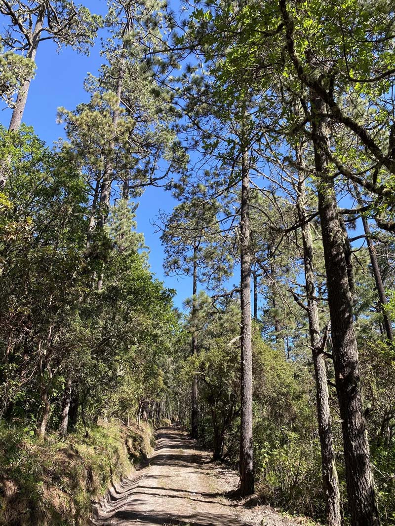 Santa María Yavesía, el tesoro natural de la Sierra Norte de Oaxaca