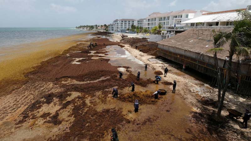 El sargazo afecta una amplia zona del Atlántico y el Caribe; alrededor del 10% llega a las costas de México, principalmente a Quintana Roo