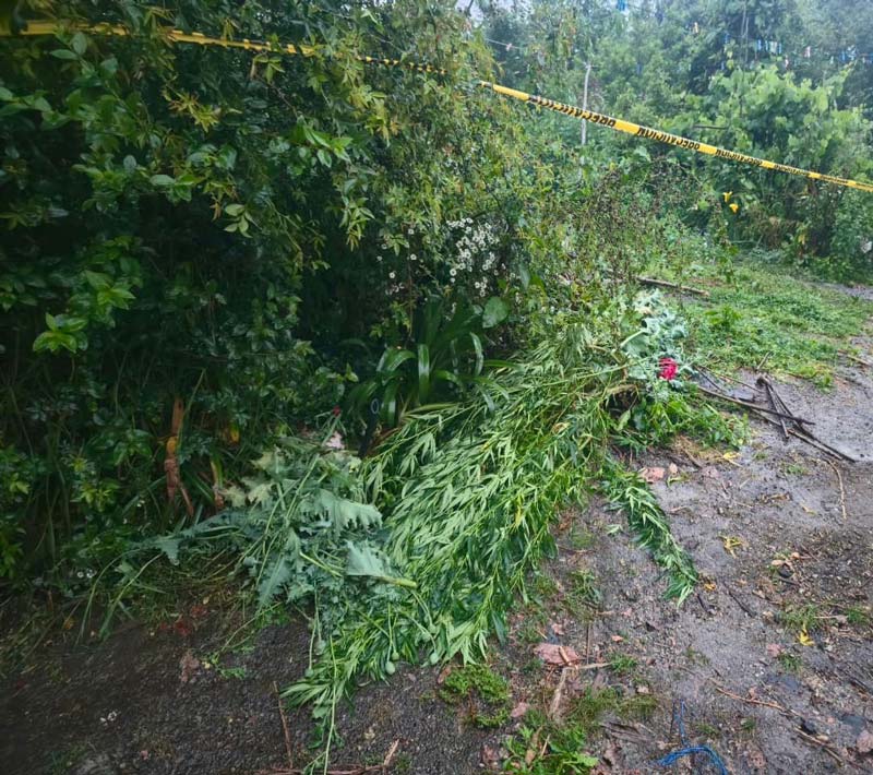 Segundo hallazgo de amapola y marihuana en Atempan, confirma SSP