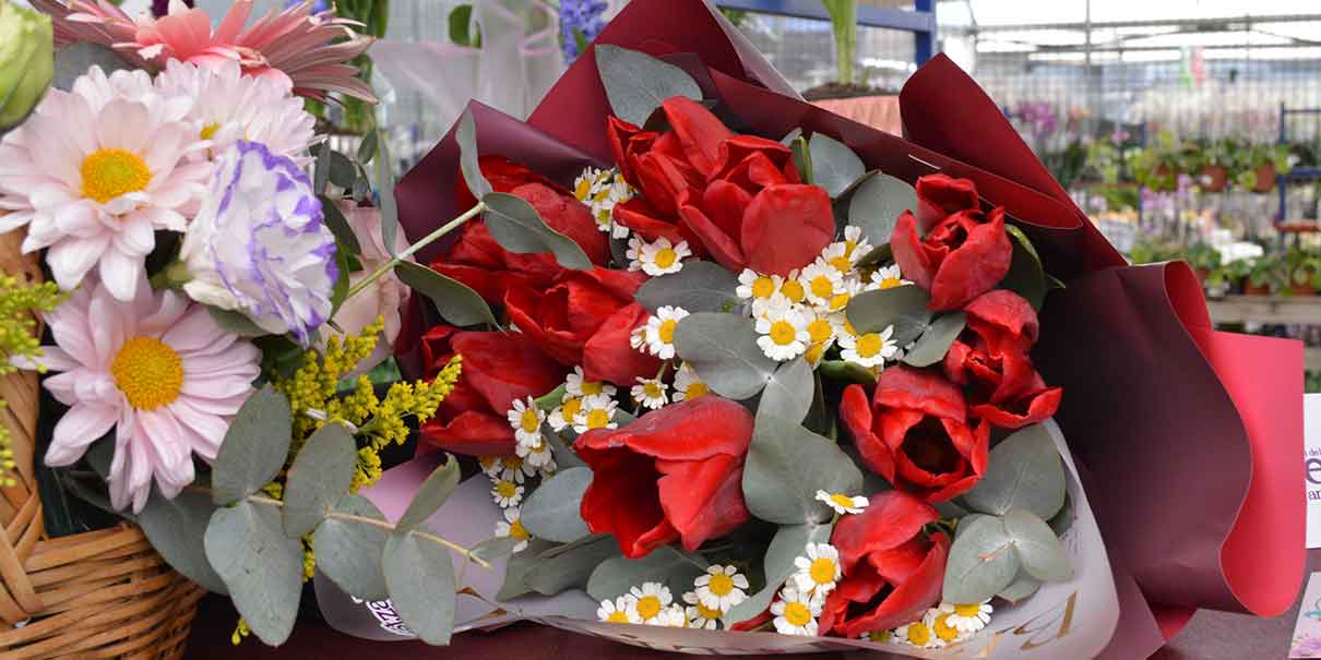 Tulipanes