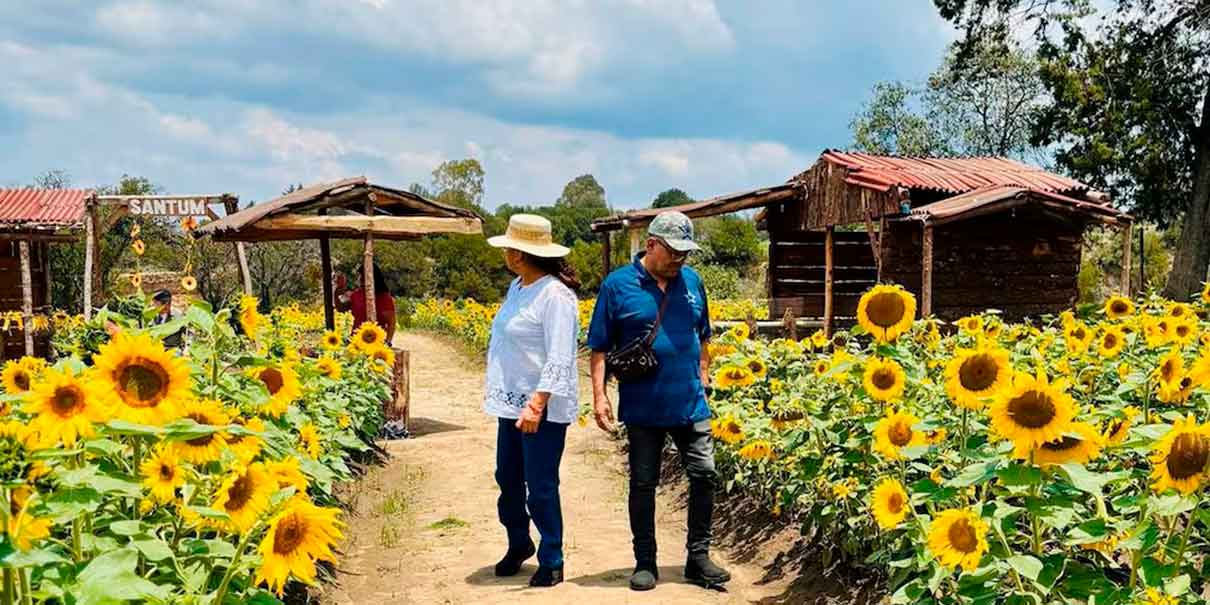 Campos de girasoles