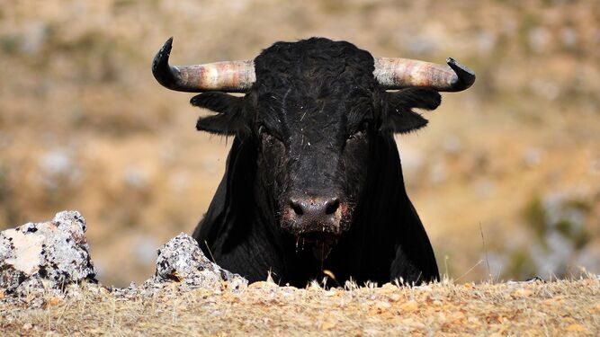Toro