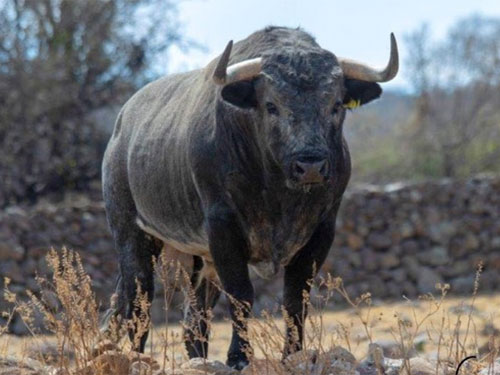 Toro