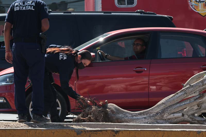 Vecinos descubren derribo de árboles en la Calzada Zaragoza; no fuimos nosotros: autoridades