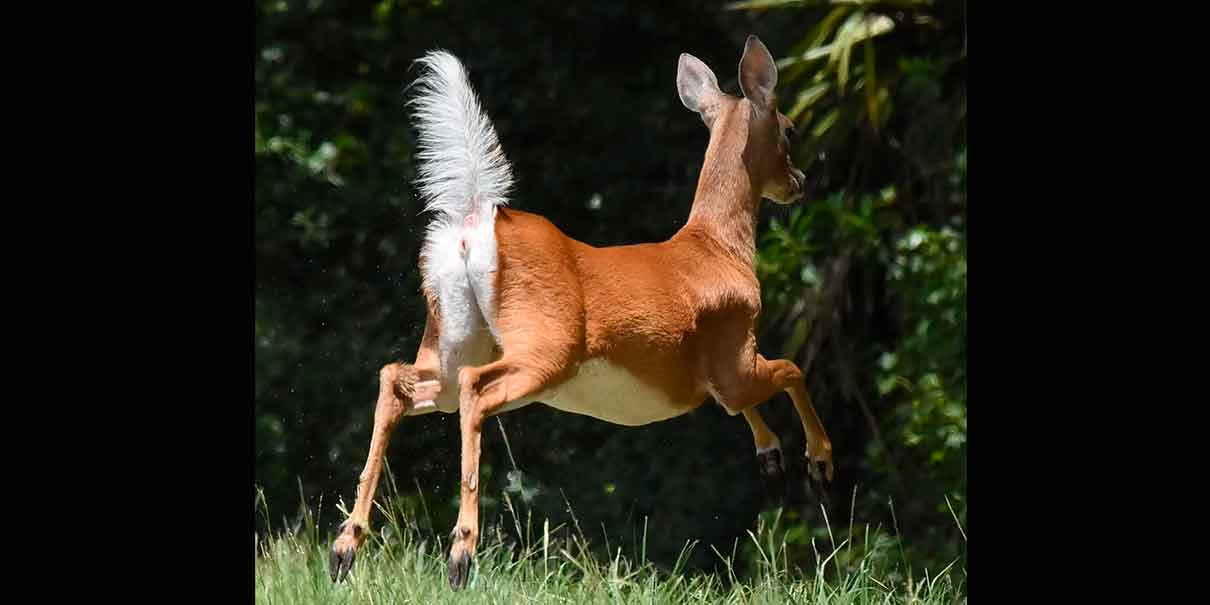 Los Venaditos