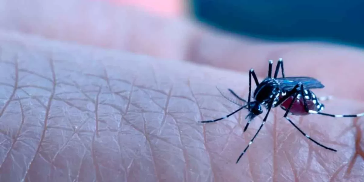 Aumentan los casos de Dengue y Covid en Puebla; SSA llamó a aplicar medidas sanitarias