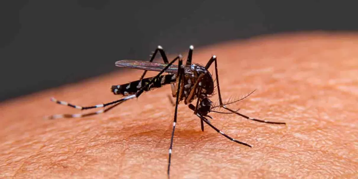 El Dengue cubre más territorio poblano, hay 856 enfermos 