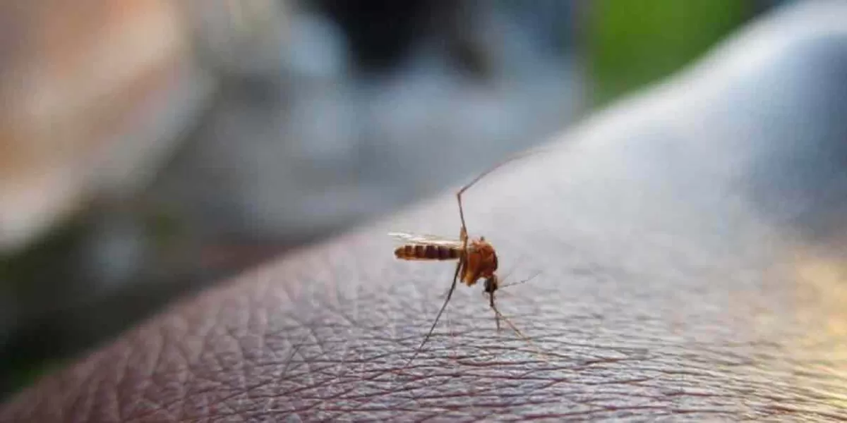 El dengue en Puebla llegó a 713 casos y 3 personas muertas  