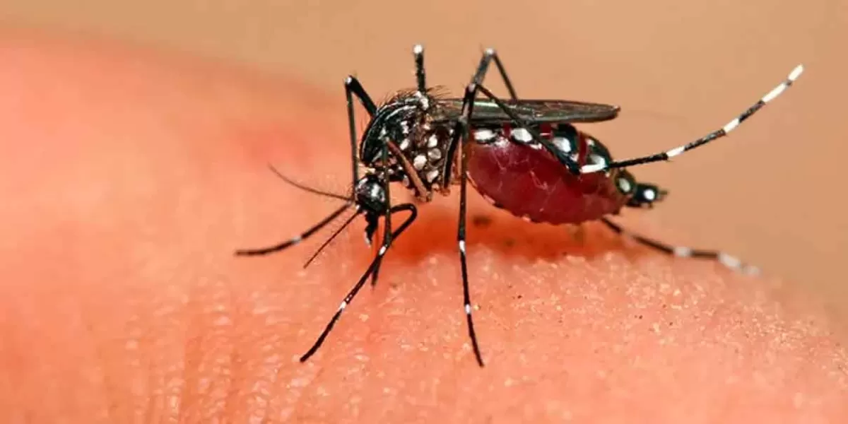 Hay 48 municipios poblanos con casos de dengue; la SSA reportó 12 internados