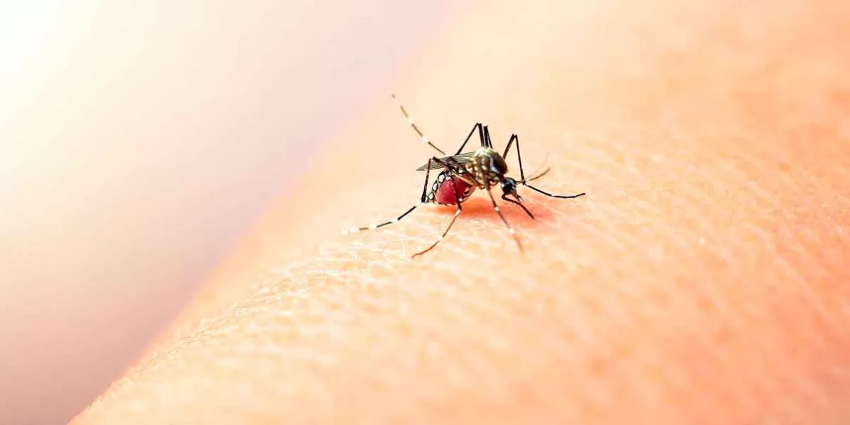 Reportó la SSA Puebla mil 213 casos de Dengue