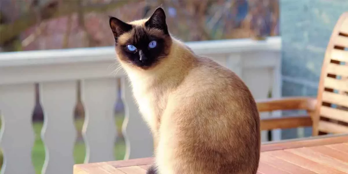VIDEO. Un gato se atrevió a oler unos calcetines, y esta fue su reacción