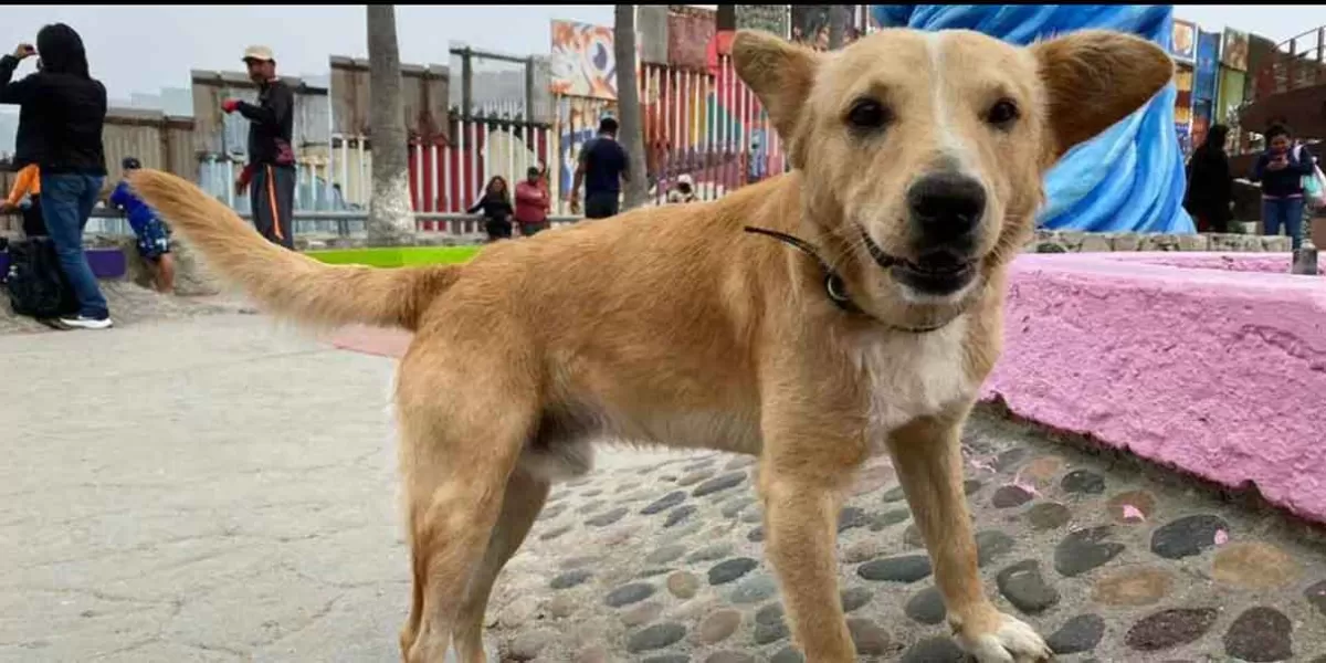 VIDEO. Tras cruzar ilegalmente muro fronterizo, perrito “Oso” ya fue deportado