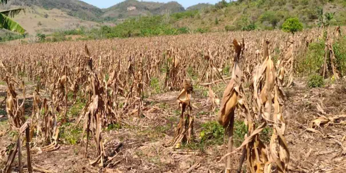 Productores de 112 municipios poblanos sufren la sequía