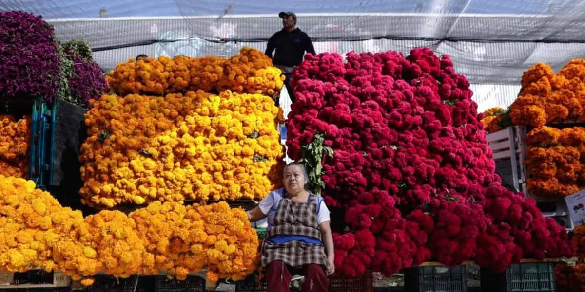 A 12 estados del país se vende la flor de cempasúchil y terciopelo producida en Atlixco