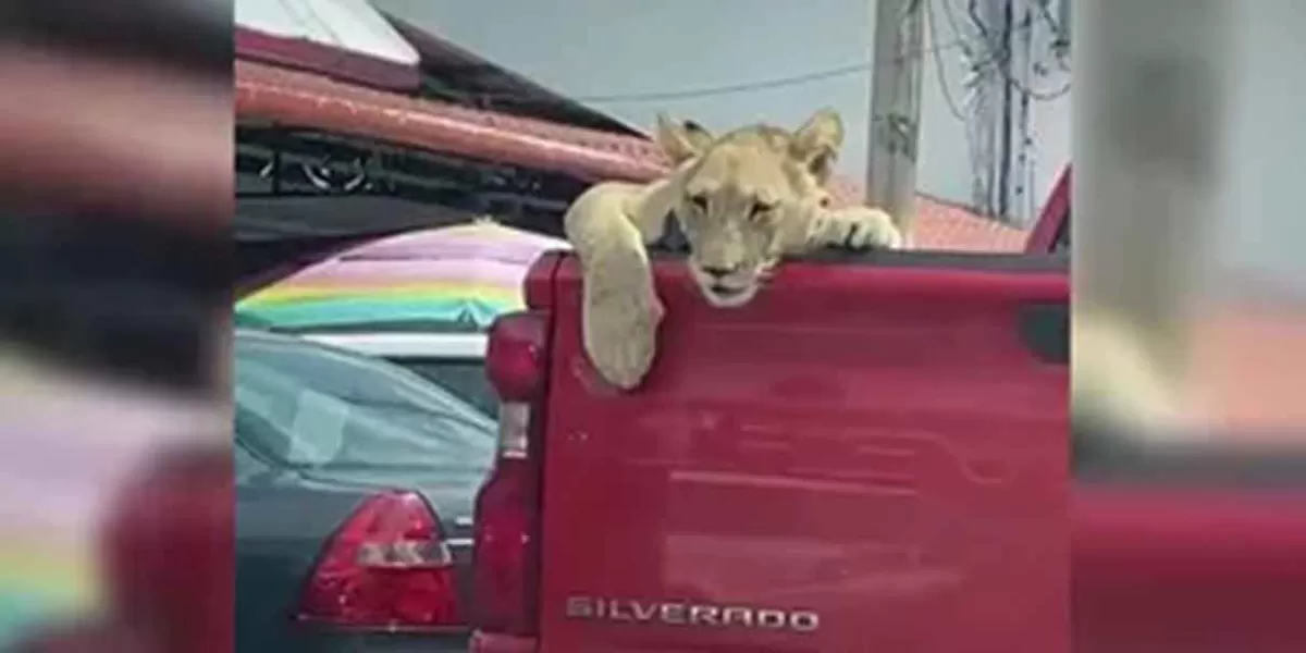 VIDEO. En Chiapas, león es paseado en camioneta junto a dos niños
