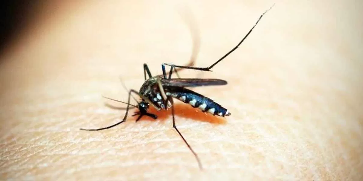 Puebla ya está por arriba de los 2 mil 500 casos de Dengue