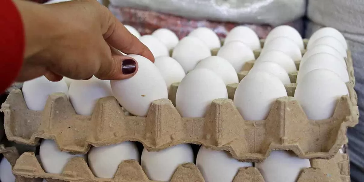 Destaca Puebla en su producción de huevo; es el segundo mayor