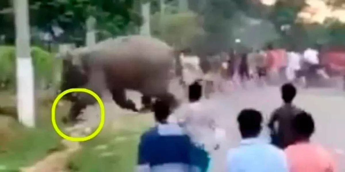 VIDEO. Elefante PISOTEA a hombre tras molestar a su manada