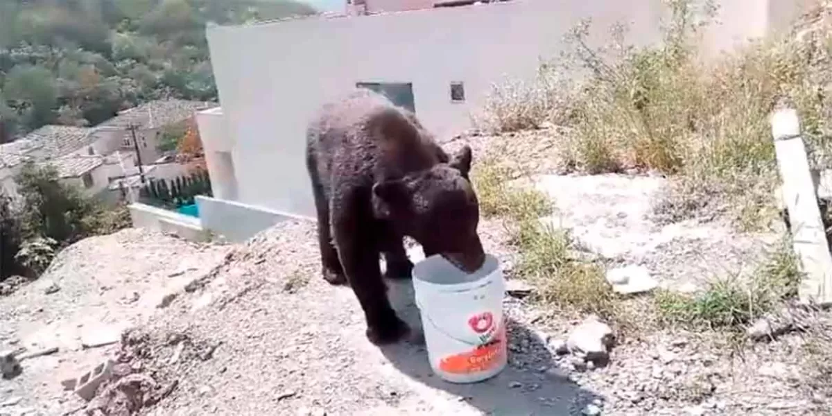 VIDEO. Albañiles a nada de tocar un oso negro en Nuevo León