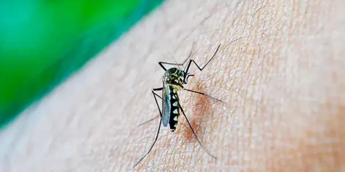 Castiga el Dengue a 105 municipios de Puebla, casi llega a los 2 mil 800 casos