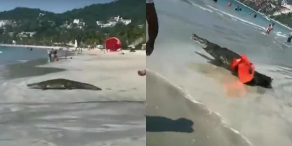 VIDEO. Pánico en Zihuatanejo, cocodrilo decide salir a la playa
