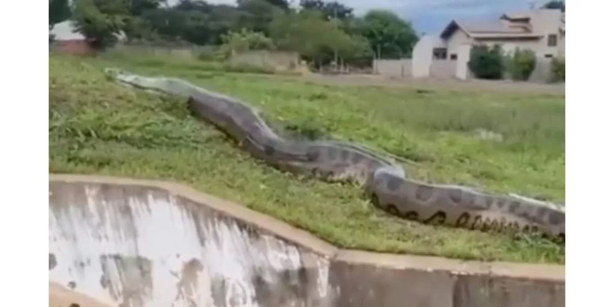 ¿Competencias?, graban a una nueva serpiente gigante