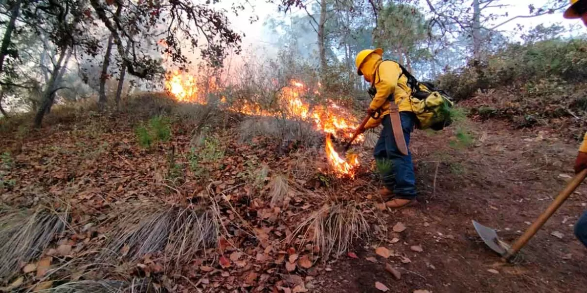 9 mil 622 hectáreas de áreas verdes fueron consumidas por 345 incendios, el 2024 viene peor