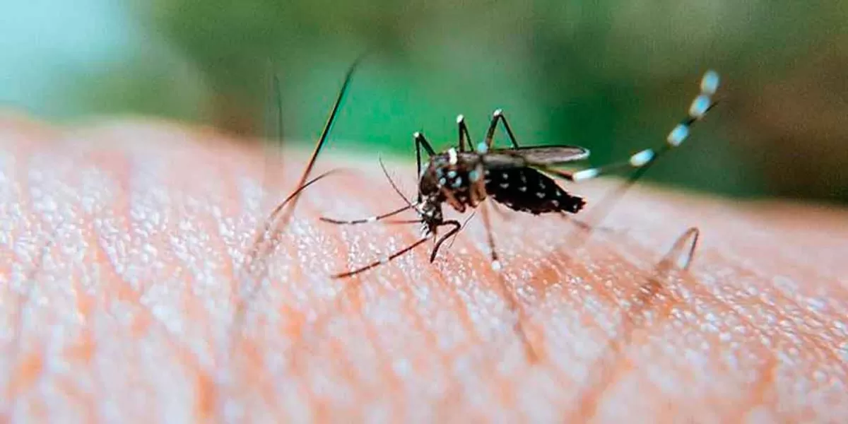 Se mantienen los contagios de Dengue en Puebla, suman 3 mil 067 casos