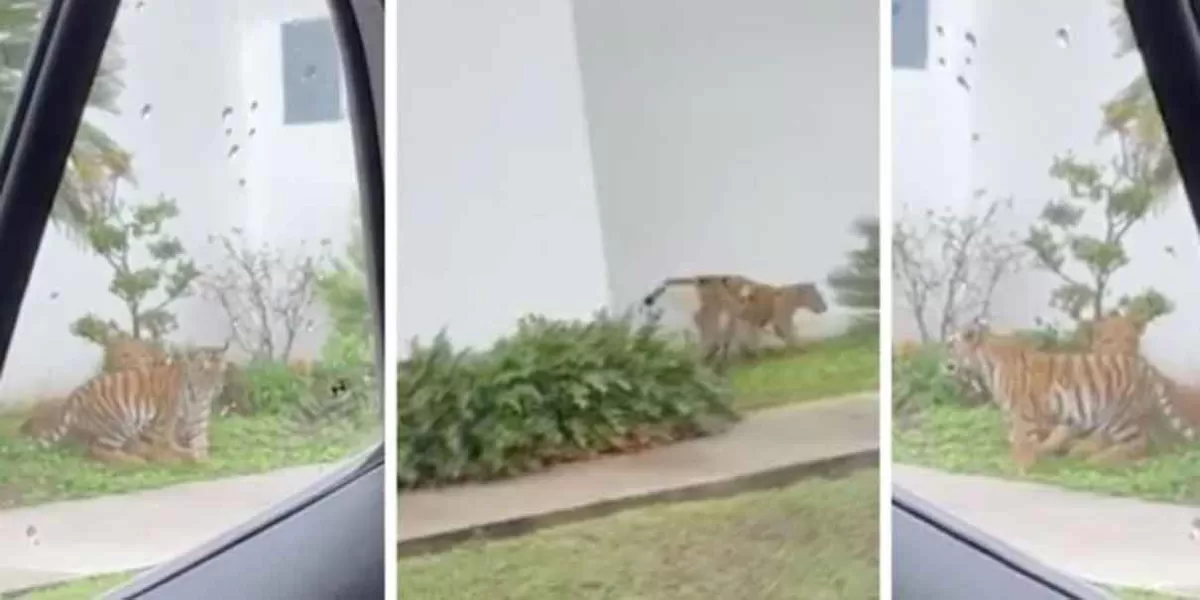 CAPTAN a un tigre y un león “jugando” en plena vía pública de Zapopan, Jalisco