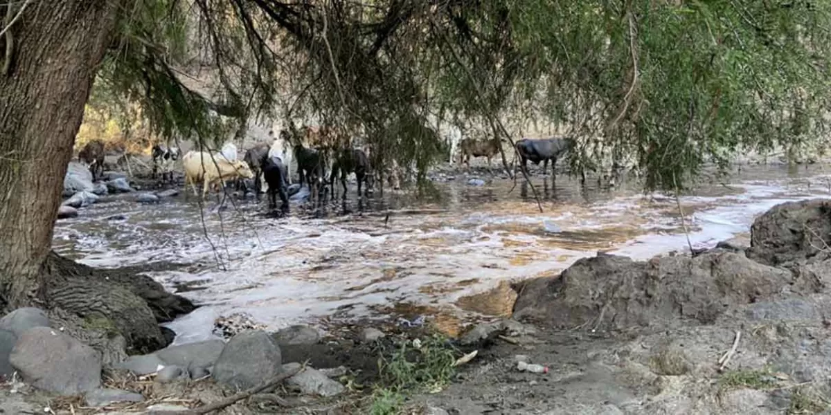 El Río Nexapa “infectado” por contaminación fecal: BUAP
