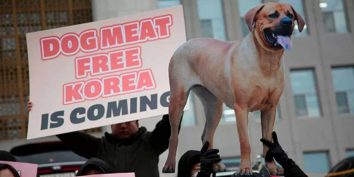 NO MÁS venta de carne de perro en Corea del Sur