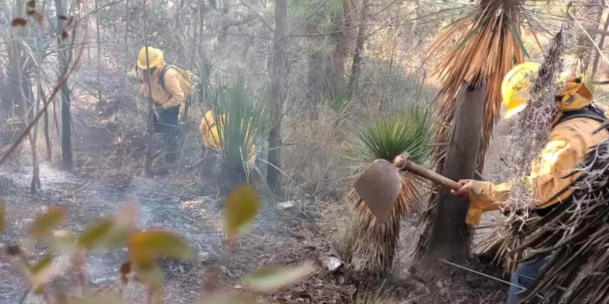 Fuego acabó con 8.5 hectáreas de áreas verdes en Puebla