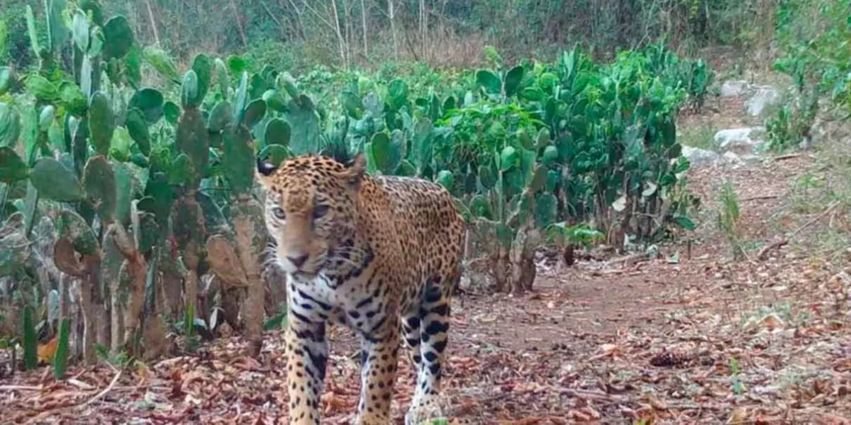 VIDEO. En Tamaulipas, localizan a jaguar paseando cerca de un rancho
