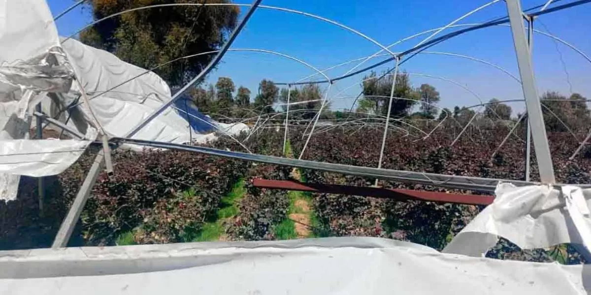 Fuertes vientos arrancan plásticos y estructuras de invernaderos en El Verde
