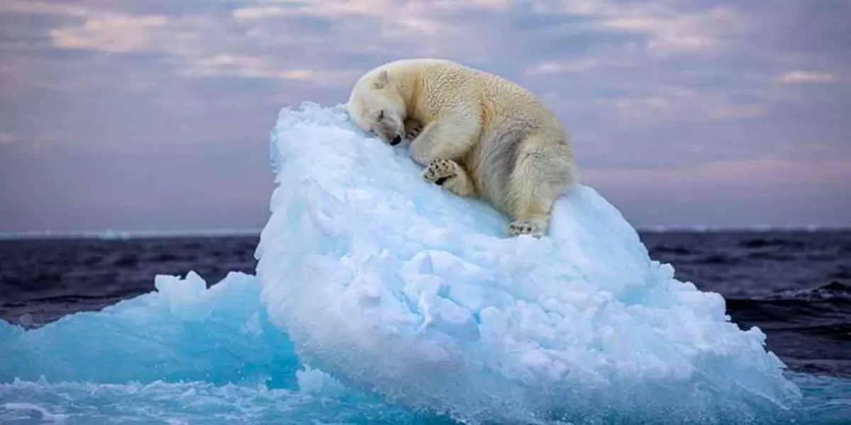 La conmovedora foto de oso durmiendo sobre un iceberg ganó premio en Londres