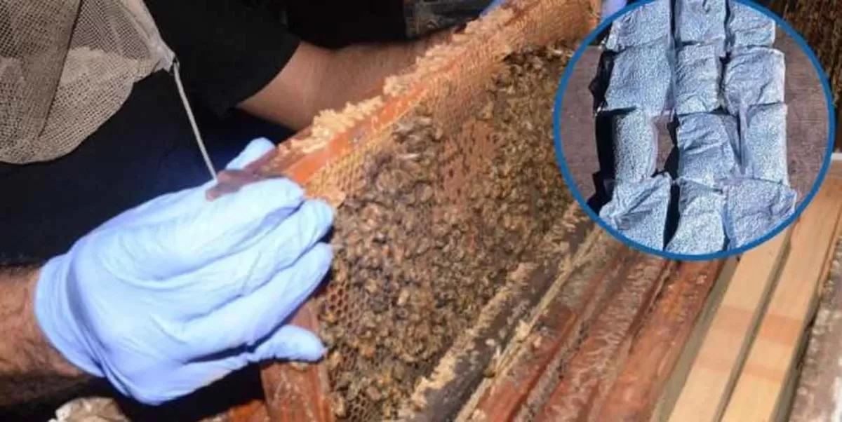 Sinaloa. Hallan más de un millón de pastillas de fentanilo y cocaína en paneles de abejas
