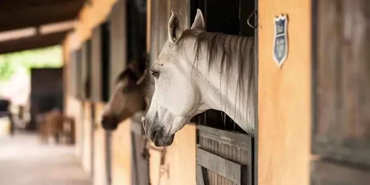 Atlixco abrirá un espacio más amplio para el cuidado de los caballos