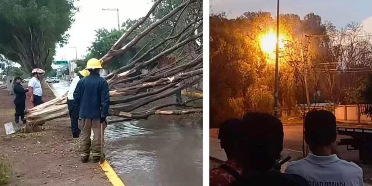 Fuertes vientos derriban árboles y postes en Tehuacán