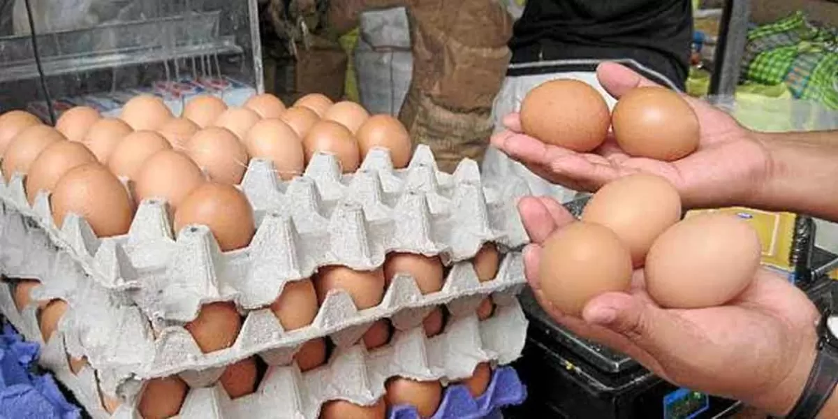 Las gallinas no soportan el calor; el precio del huevo casi a 50 pesos