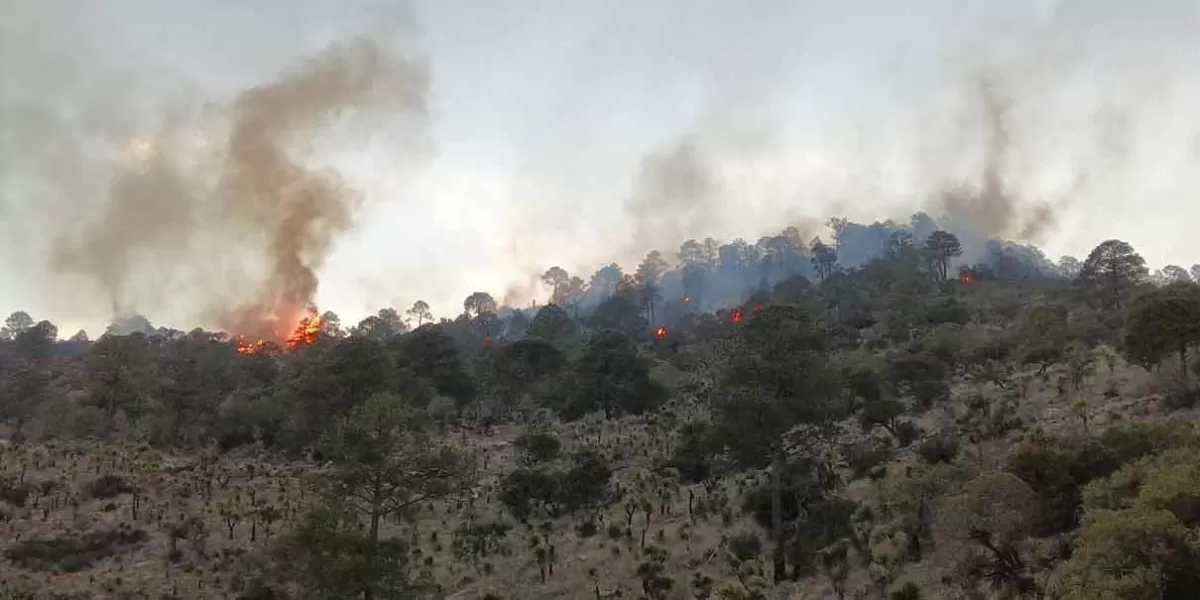 Viento complica labores para sofocar incendio forestal en Libres
