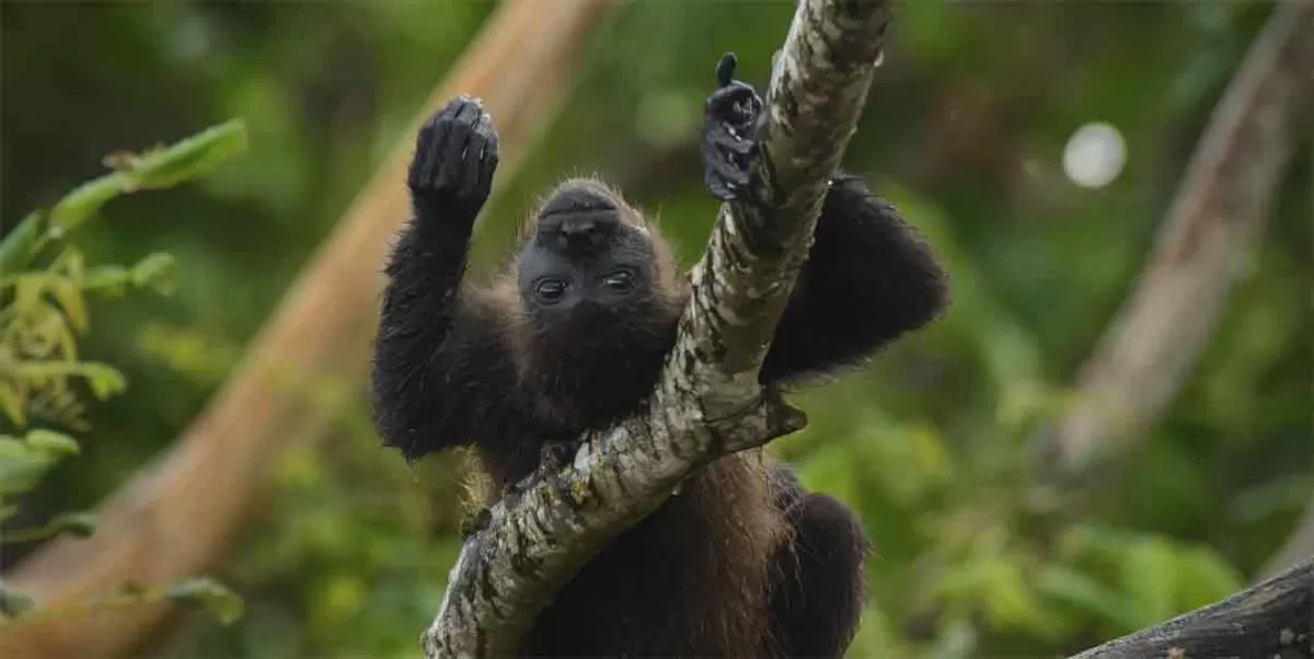Mueren monos aulladores por calor extremo ahora en Veracruz y Campeche