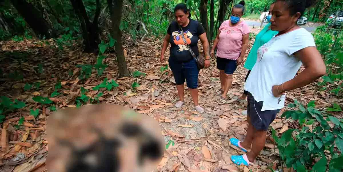 Reportan la muerte de 100 primates en Comalcalco, Tabasco