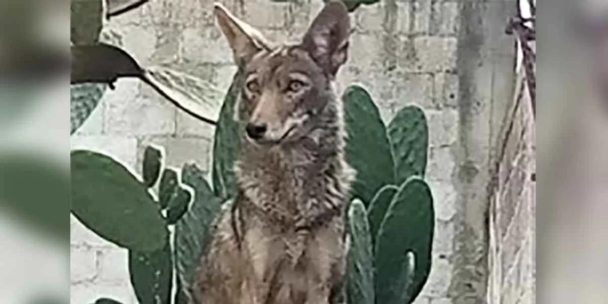 Coyote capturado en Tecamachalco ya está en el zoológico de Tecali