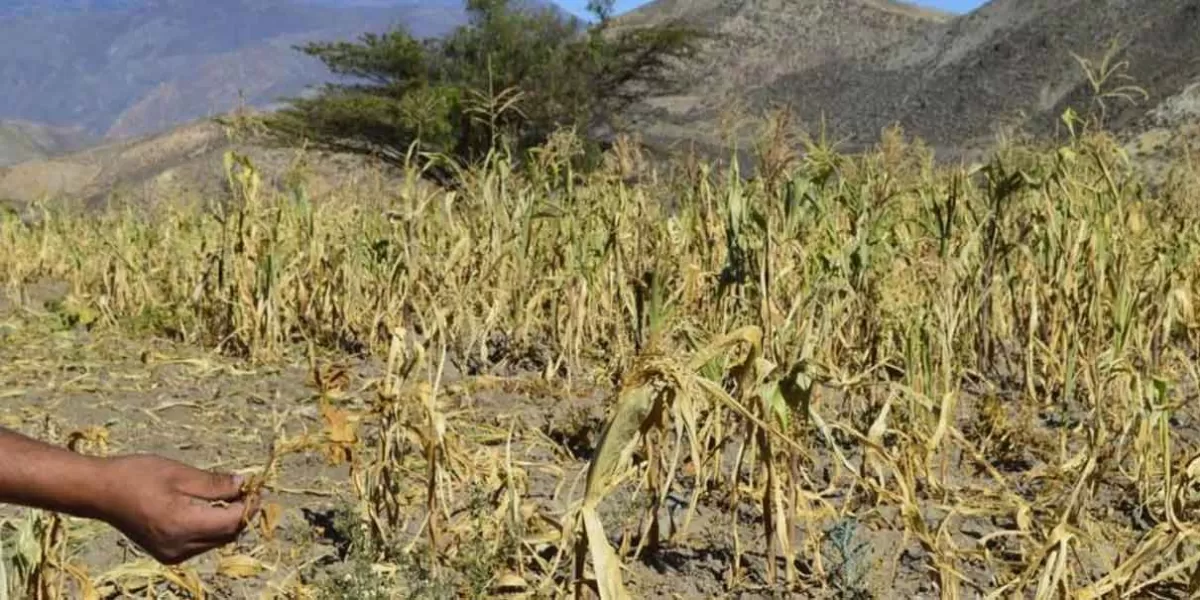 Sequía comienza a impactar los bolsillos; aumentan precio de los alimentos