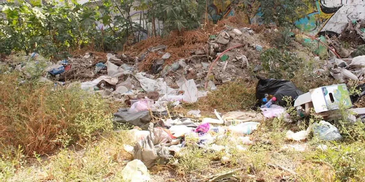 Suman 55 denuncias contra dueños de terrenos abandonados